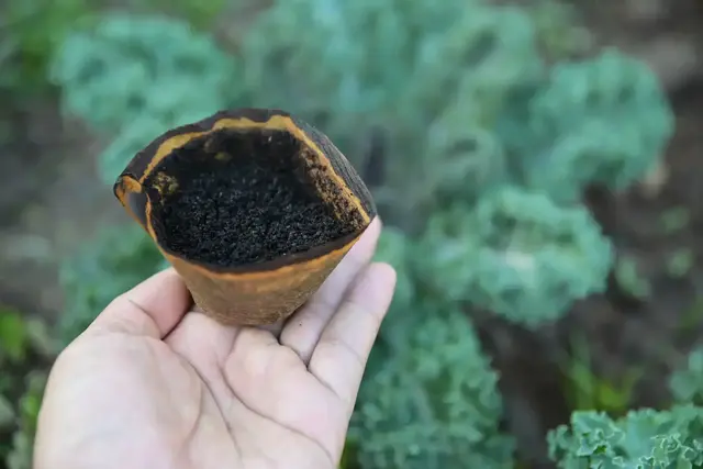 Kaffeesatz als Dünger hat im Garten viele Vor- aber auch Nachteile | Foto: Apiwat/stock.adobe.com