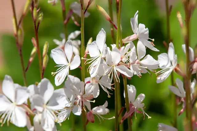 Präriegarten anlegen: Die Prachtkerze bringt hunderte zarte, schmetterlingsförmige Blüten in Weiß oder Rosa hervor - und stellt dabei kaum Ansprüche an Boden oder Pflege. | Foto: KarinD/stock.adobe.com