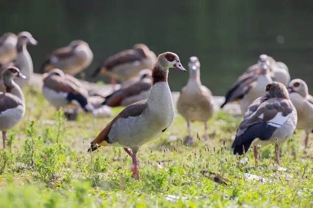  Laut EU-Verordnung gilt die Nilgans seit 2017 als invasive gebietsfremde Art. (Archivbild) | Foto: Rolf Vennenbernd/dpa
