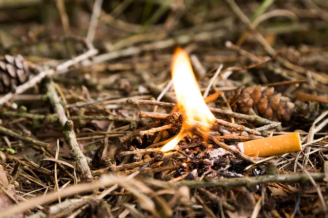 Der Waldbrandgefahrenindex des Deutschen Wetterdienstes zeigt täglich, wie hoch das Risiko für Waldbrände in den einzelnen Regionen Deutschlands ist – auch für den Pfälzerwald (Symbolbild) | Foto: tech_studio/stock.adobe.com