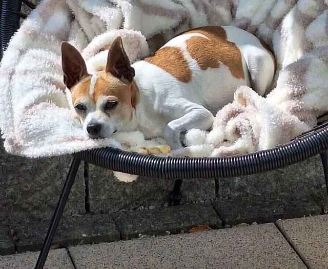 Happy End: Kranker und stark geschwächter Fundhund findet nach Behandlung endlich ein liebevolles Zuhause | Foto: Ordnungs- und Bürgeramt Karlsruhe