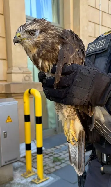Ein mutmaßlich flugunfähiger Greifvogel ist in einer Regionalbahn nach Mainz gebracht und dort an die Bundespolizei übergeben worden. Die Tierrettung brachte das Tier anschließend in eine Wildauffangstation. | Foto: Bundespolizeiinspektion Kaiserslautern