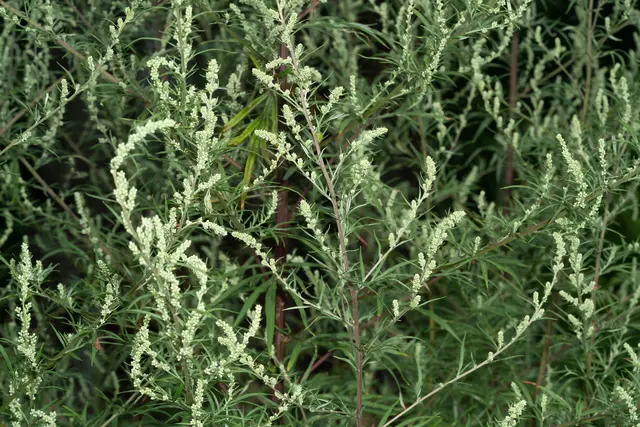 In der Pfalz dominiert aktuell der Beifuß mit mittlerer Belastung; Gräser bleiben gering. | Foto: Oksana/stock.adobe.com