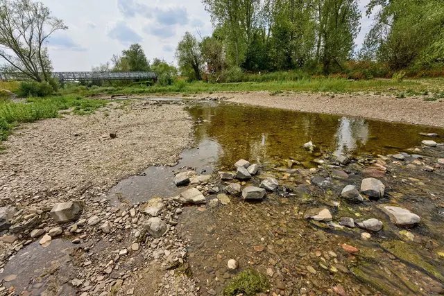Anhaltende Hitze und Trockenheit haben den Pegel des Flusses deutlich sinken lassen, sodass die Ahr nur noch als schmales Rinnsal in den Rhein fließt. | Foto: Thomas Frey/dpa