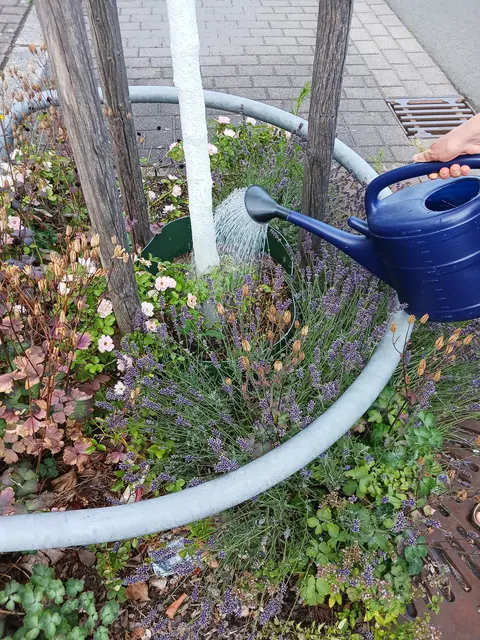 Zwei Eimer Wasser oder anderthalb Gießkannen können Jungbäumen helfen, durch Dürresommer zu kommen.  | Foto: Stadtbildpflege/gratis