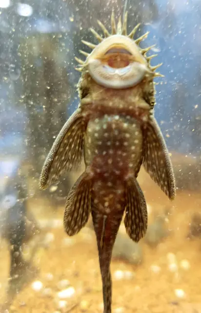 Mit ihrem Saugmund reinigen Antennenwelse Oberflächen im Aquarium – deshalb werden sie oft auch „Scheibenknutscher“ genannt | Foto: Daniel Bendel/gratis