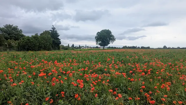 Foto: Martin Schädler