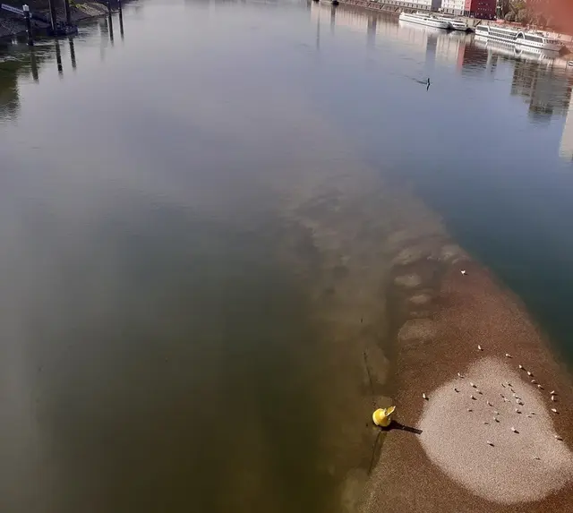 Das Fundament der Adenauer-Brücke wird beim Rekord-Niedrigwasser von Möwen für ein Sonnenbad genutzt.  | Foto: Julia Glöckner