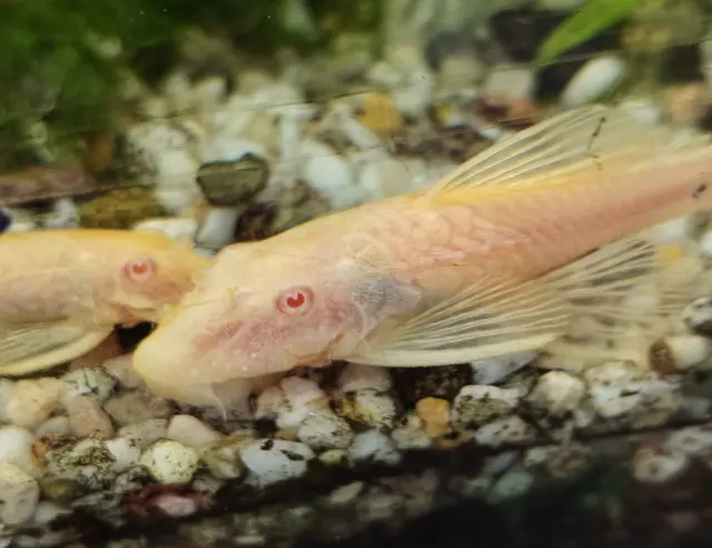 Der Aquarienverein möchte die aufgenommenen Antennenwelse an erfahrene Aquarianer und Aquarianerinnen vermitteln. Auf dem Foto sind zwei weibliche Tiere zu sehen | Foto: Daniel Bendel/gratis