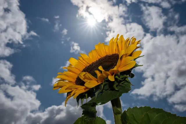 Sommer, Sonne, Sonnenblume -  das Wetter verspricht am Wochenende recht sommerlich zu werden. (Symbolbild)  | Foto: Harald Tittel/dpa