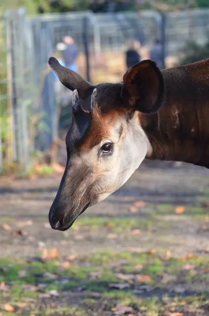 Okapi-Senior Vitu in der Wilhelma verstorben