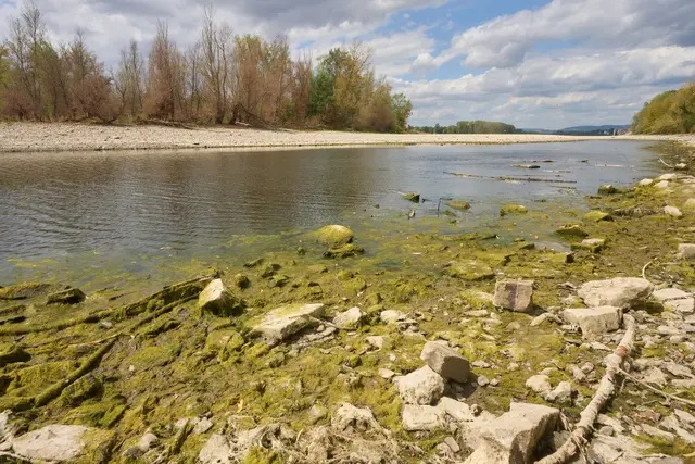 Niedrigwasser ist nicht nur ein Problem für die Schifffahrt, sondern Naturschützern zufolge auch ein Alarmsignal für die Natur.  | Foto: Thomas Frey/dpa
