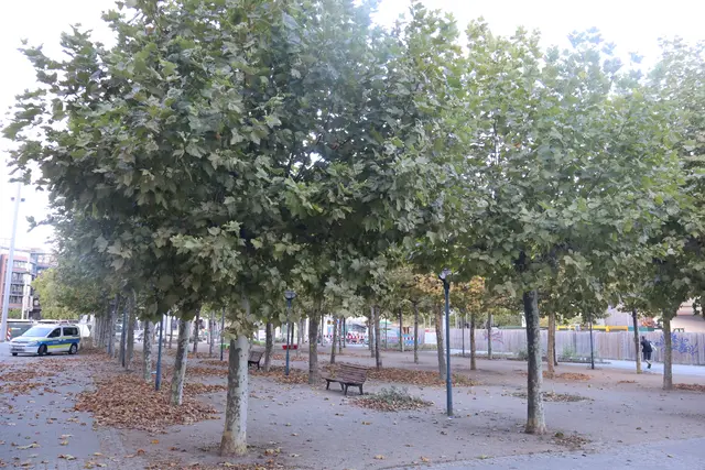Platanenhain auf dem Berliner Platz war früher Boules-Paradies | Foto: JG