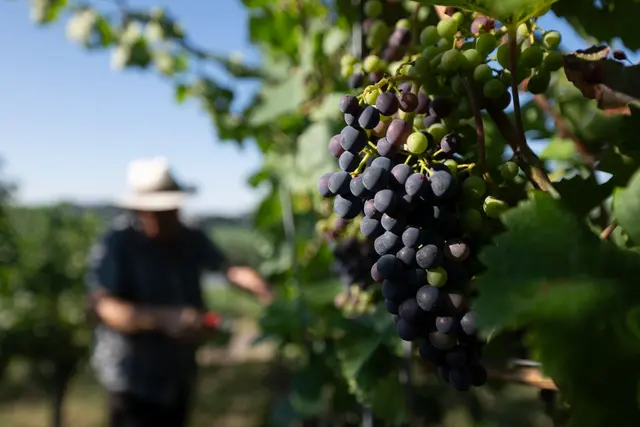 Weinbau im Südwesten: Heiße Phase. (Archivbild) | Foto: Marijan Murat/dpa