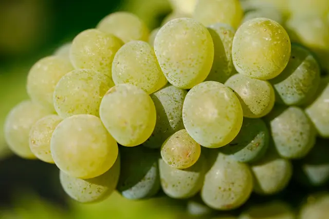 Unterm Strich profitiert der Wein noch von der Klimaerwärmung in Deutschland. (Symbolbild) | Foto: Uwe Anspach/dpa