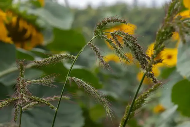 Hühnerhirse breitet sich im Garten rasant aus. Sollte man eine Pflanze entdecken, ist schnelles Handeln gefragt. | Foto: Oleh Marchak/stock.adobe.com