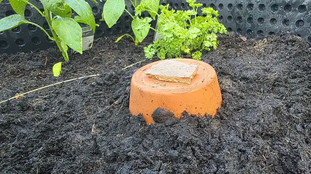 Ollas sind im Garten richtige Superhelden, wenn es um die Bewässerung von Pflanzen geht. Das obere Loch des Blumentops wird zum Befüllen genutzt und kann mit einem Stein, einer Scherbe oder einem Korken abgedeckt werden, um Wasser zu sparen und Insekten vorm Reinfallen zu schützen. | Foto: Jens Vollmer