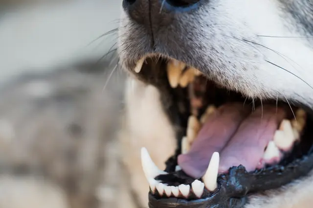 In Wörth am Rhein ist eine 48-Jährige bei einer Gassirunde von einem freilaufenden Hund gebissen und leicht verletzt worden. Die Polizei ermittelt gegen die 67 Jahre alte Hundehalterin wegen fahrlässiger Körperverletzung. | Foto:  Inga/stock.adobe.com
