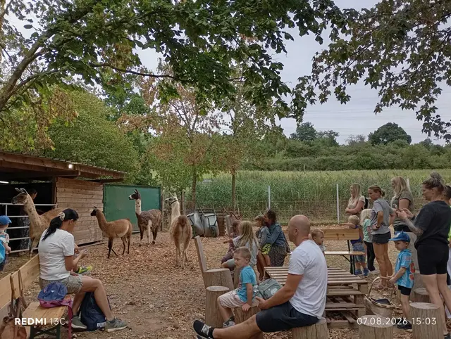 Die Turnkinder des TV 04 Erlenbach durften auf dem Lamahof in Otterbach die Lamas kennenlernen, streicheln und sogar führen | Foto: Dagmar Vida/gratis