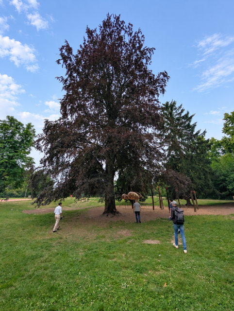 Absperrungen im Domgarten: Rund um den Spielplatz „Spinne“ ist während der Baumfällung zeitweise kein Durchkommen. | Foto: Stadt Speyer