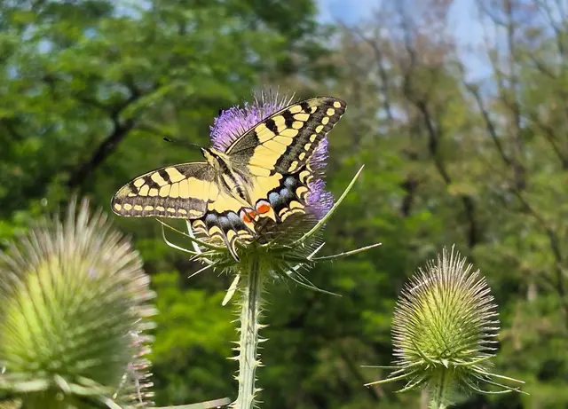 Sind dort auch zu sehen Schmetterlinge  | Foto: Mitmach-Museum Nahe der Natur Staudernheim