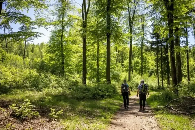 Der Wander-Halbmarathon führt auf rund 22 Kilometern durch den herbstlichen Pfälzerwald | Foto: Landesforsten.RLP.de / J.Fieber