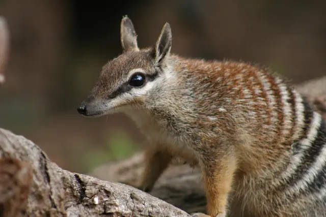 Der Numbat beweist es: „Reverse the Red“ ist möglich