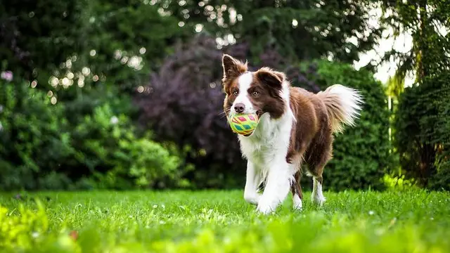 Tierarztkosten können durch moderne Behandlungen und höhere Gebühren schnell steigen. GDV-Zahlen zeigen, warum Tierkrankenversicherungen für viele Halter zur Frage der finanziellen Planbarkeit werden. | Foto: Anna Dudkova / Unsplash