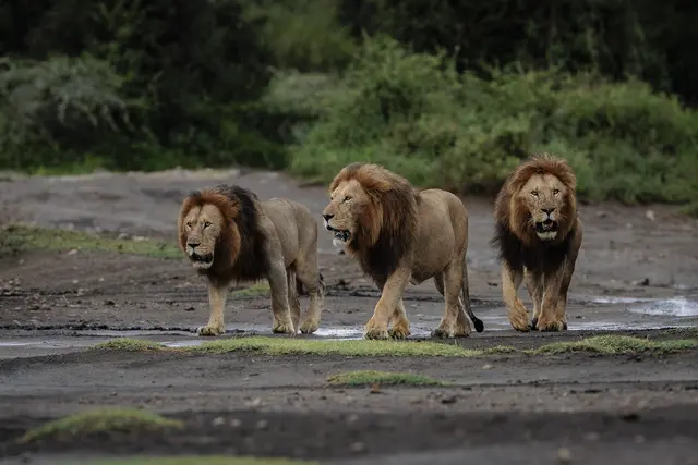 Der König der Löwen: Das Musical nutzt seine Reichweite, um ein Löwenschutzprojekt im Ngorongoro-Schutzgebiet in Tansania zu unterstützen. | Foto: Stage Entertainment GmbH