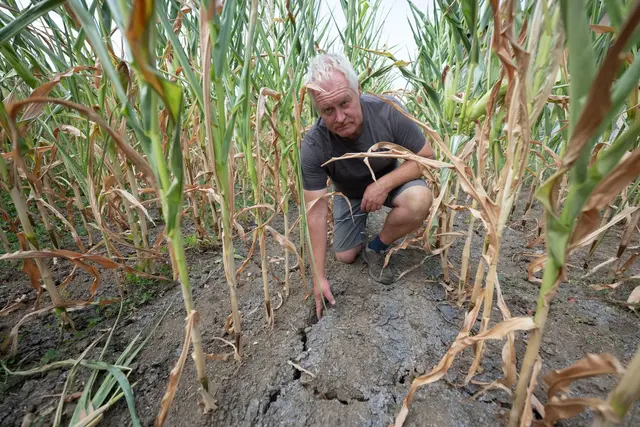 Der Mais, die wichtigste Futtergrundlage für die Kühe von Landwirt Harald Gronbach, geht in Notreife. | Foto: Marijan Murat/dpa