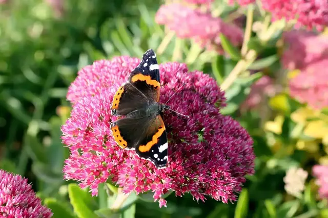 Die Pflegeleichteste von allen im Präriegarten ist zudem ein Insektenmagnet: die Fetthenne | Foto: etfoto/stock.adobe.com