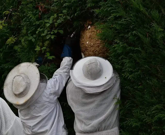 Wer ein Nest am Haus entdeckt, sucht oft schnell Hilfe im Internet und will keine Abzocke riskieren. | Foto: Reiner Jahn