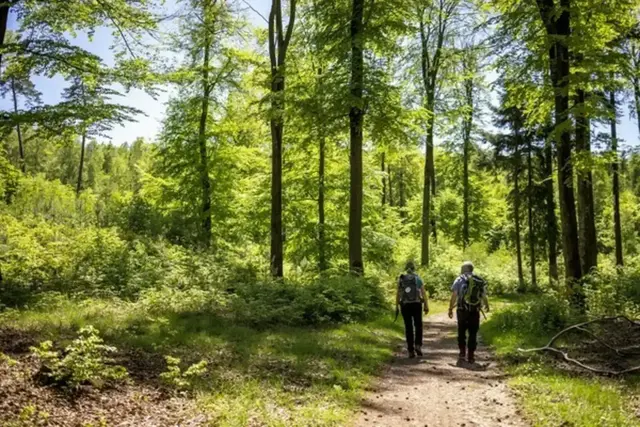 Der Wander-Halbmarathon führt auf rund 22 Kilometern durch den herbstlichen Pfälzerwald | Foto: Landesforsten.RLP.de / J.Fieber