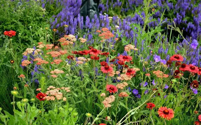 Auch die Schafgarbe eignet sich bestens für den Präriegarten. Die pflegeleichte Wildstaude punktet mit filigranen Blütenschirmen in Weiß, Gelb oder Rot. | Foto: Michal/stock.adobe.com
