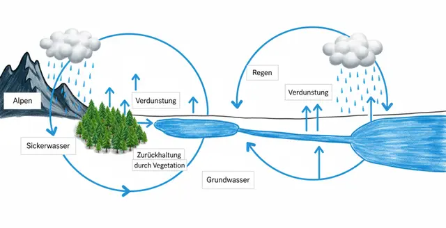 Das verdunstete Wasser bildet Wolken. Durch Herabregnen schließt sich der Kreislauf. Die Menge an verdunstetem Wasser entspricht den Niederschlägen. Vegetation dient der Zurückhaltung und Zwischenspeicherung des Wassers. Dabei verdunsten die Bäume in Hitzesommern mehrere hundert Liter am Tag. Ein Teil wird zurück in den Boden gegeben, wo es mit dem Regenwasser ins Grundwasser einsickert. Ist die Menge des anfallenden Wassers höher als die Menge des versickerten, etwa bei felsigen Böden im Gebirge, fließt es in Flüsse und Bäche ab.  | Foto: Julia Glöckner