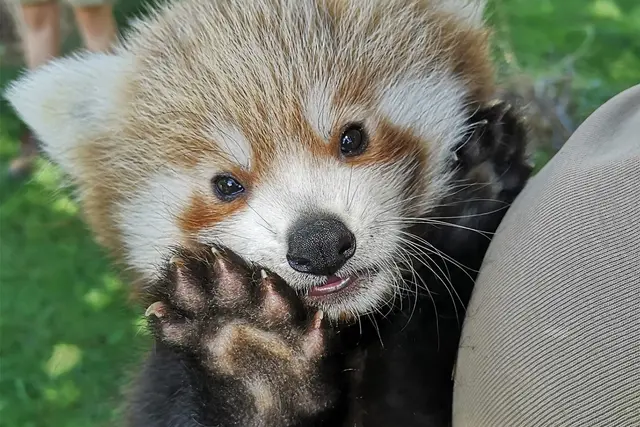 Der kleine Rote Panda ist jetzt etwa acht Wochen alt. (Handoutbild) | Foto: Handout / Berlin/Zoo Heidelberg/dpa