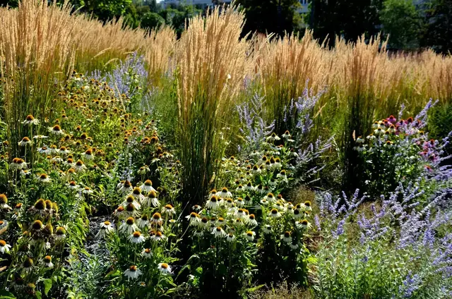 Gräser bringen in diesem Präriegarten Höhe und Struktur zwischen Blauspiere und Sonnenhut | Foto: Michal/stock.adobe.com