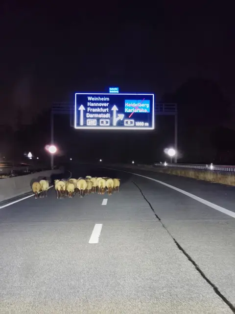 Eine ausgebrochene Schafherde hat am Donnerstagmorgen die A659 bei Viernheim und Mannheim lahmgelegt. Noch vor der Vollsperrung erfasste ein Auto ein Schaf tödlich, die übrigen Tiere wurden später gesichert. | Foto: Polizeipräsidium Mannheim