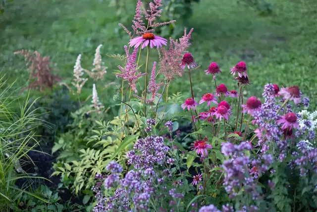 Kein Präriegarten ohne Sonnenhut: Er ist beliebt bei Bienen und Schmetterlingen | Foto: Mara Zemgaliete/stock.adobe.com