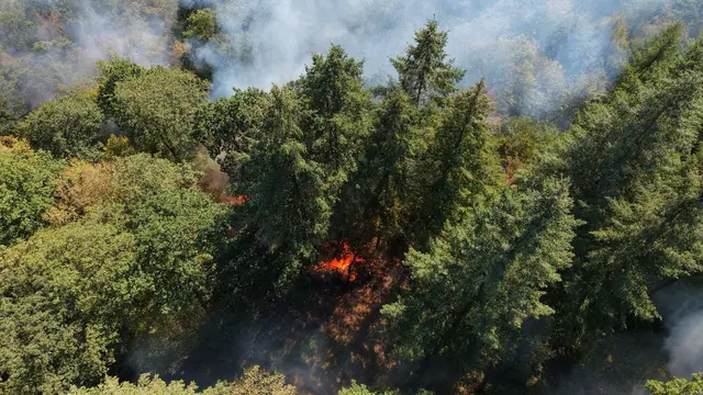Betroffen sind rund fünf Hektar. | Foto: Mosel-News-TV/dpa