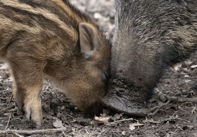 Die Trockenheit erschwert Wildschweinen die Nahrungssuche: Durch den trockenen Boden gelangen sie nur schwer an Würmer und Larven. (Symbolbild)  | Foto: Boris Roessler/dpa