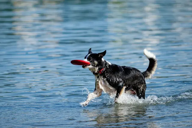 Bei der sogenannten Wasserrute handelt es sich um eine schmerzhafte Muskelerkrankung am Rutenansatz. | Foto: Uwe Anspach/dpa/dpa-mag