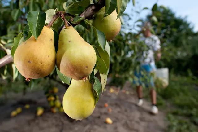 Bei Obst unterscheidet man bei der Ernte zwischen Baumreife und Genussreife. | Foto: Klaus-Dietmar Gabbert/dpa-mag