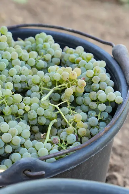 Solaris-Trauben wurden geerntet | Foto: Pfalzwein e.V.