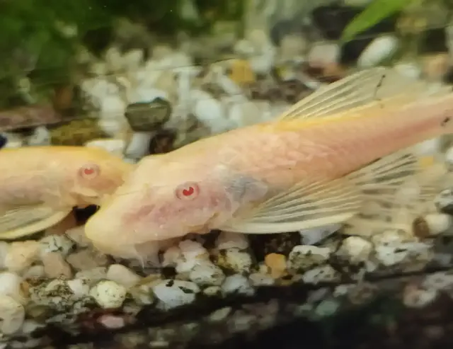Der Aquarienverein möchte die aufgenommenen Antennenwelse an erfahrene Aquarianer und Aquarianerinnen vermitteln. Auf dem Foto sind zwei weibliche Tiere zu sehen | Foto: Daniel Bendel/gratis