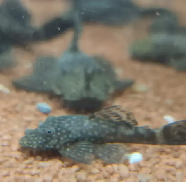 Nach einem Todesfall fanden rund 300 Antennenwelse vorübergehend beim Aquarienverein in Kaiserslautern ein neues Zuhause | Foto: Daniel Bendel/gratis