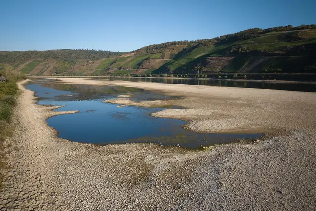 Rinnsal statt reißende Strömung: Der Rhein hat infolge der Sommertrockenheit viel Wasser verloren - auch bei Osterspai nahe Koblenz. (Archivbild) | Foto: Thomas Frey/dpa