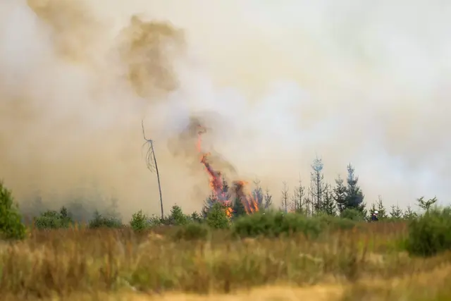 Große Waldbrände in Belgien und Westdeutschland haben Folgen auch für Regionen im Südwesten. | Foto: Christoph Reichwein/dpa