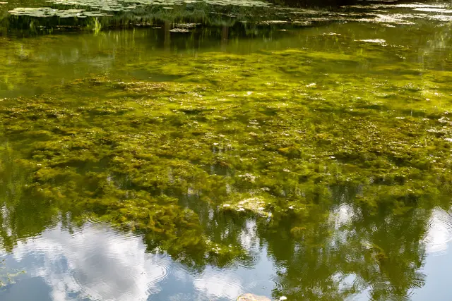 Blaualgen im Neckar bei Heidelberg: Das Gesundheitsamt warnt vor Gesundheitsrisiken für Menschen und Haustiere. | Foto: Robert Leßmann/stock.adobe.com