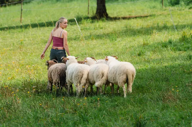 Beim Schäferfest in Schwanheim zeigen Schäferinnen und Schäfer aus der Region Schafschur, Hütehunde und bringen Tiere verschiedener Rassen mit. | Foto: Biosphärenreservat/Eva Hartmann